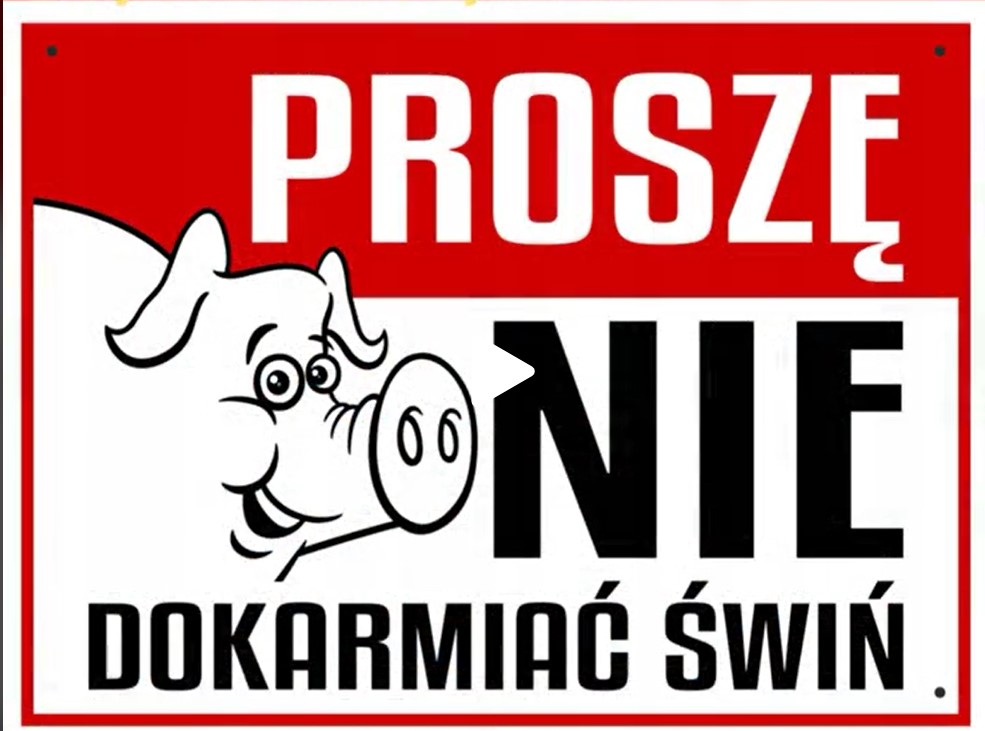 świnie przy korycie